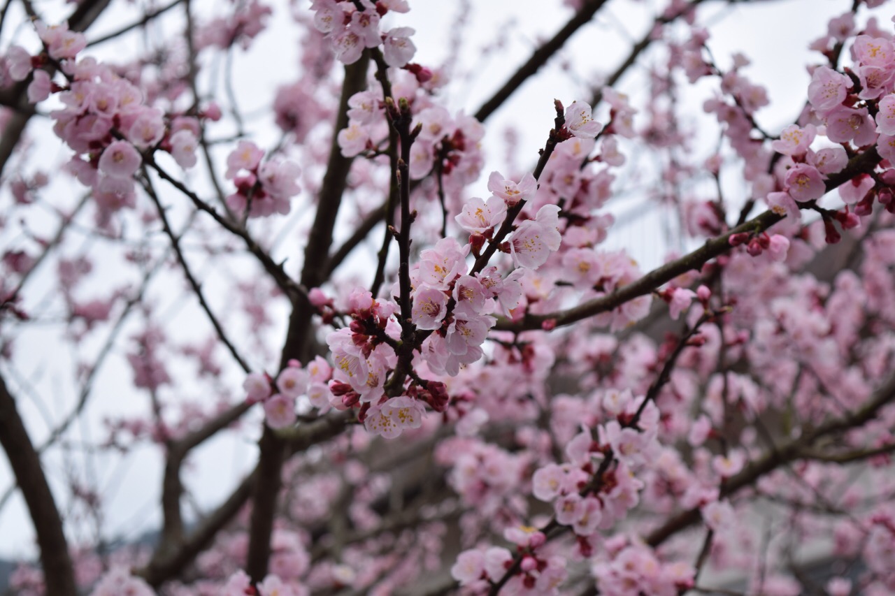 桜も満開でした